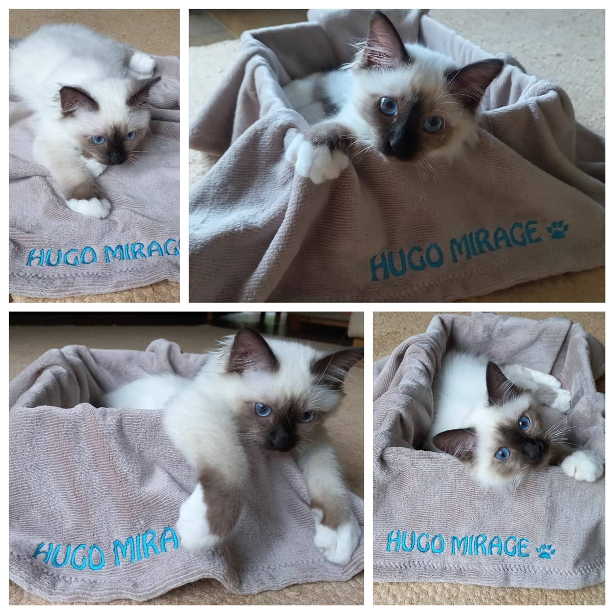 Lemmikloomadele 2 Hugo